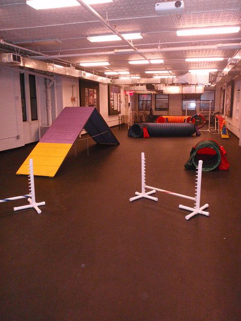 Agility classroom at Andrea Arden Dog Training at Animal Haven in New York City. Puppy Obedience Training, Agility Training For Dogs, Dog Behavior Training, Positive Dog Training, Easiest Dogs To Train, Basic Dog Training, House Training Dogs, Dog Training Advice, Dog Brain