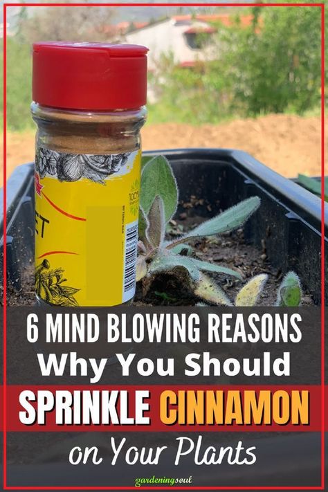 6 Mind Blowing Reasons Why You Should Sprinkle Cinnamon on Your Plants #cinnamon #garden #gardening #plant #growing Grow Cinnamon, Plant Backyard, Cinnamon Garden, Plant Help, Online Newsletter, Plant Growing, Healing Plants, Inside Plants, School Communication