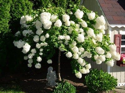 Want one... Hydrangea Paniculata Grandiflora, Hydrangea Tree, Front Yard Garden Design, Hydrangea Paniculata, Planting Hydrangeas, Garden Shrubs, Moon Garden, Front Yard Garden, Flowering Shrubs