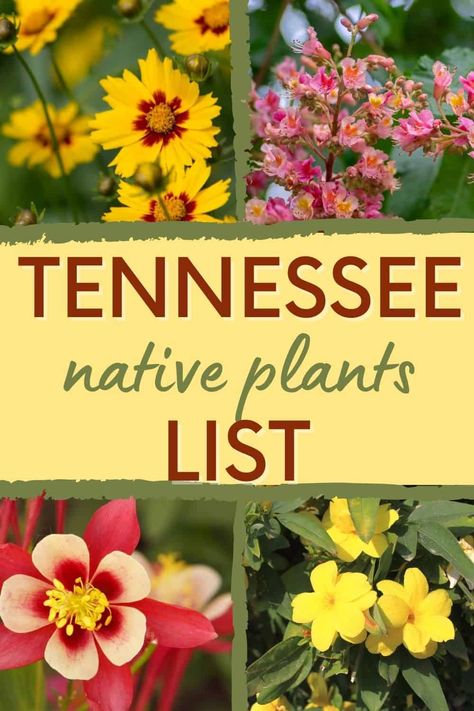 Yard Renovation, Native Plant Landscape, Small Trees For Garden, Bush Garden, Tennessee House, Plant Landscape, Natural Landscaping, Pollinator Plants, Smart Garden