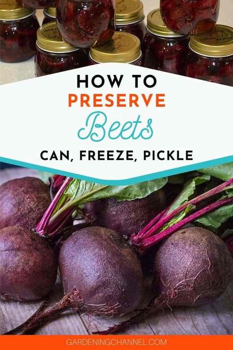 How do you preserve beets? - Gardening Channel How To Dehydrate Beets, Freezing Beets From Garden, How To Can Beets, Freezing Beets How To, Beet Canning, Preserve Beets, How To Freeze Beets, Pickle Beets, Freezing Beets