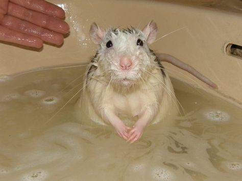 Pet rat having a bath Funny Rats, Fancy Rat, Cute Rats, A Rat, Mouse Rat, Pet Rats, Cute Mouse, The Shower, Rodents