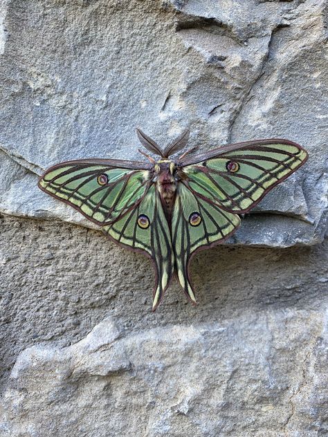 Spanish Moon Moth, Types Of Moths, Moth Man, Colorful Moths, Cute Moth, Creepy Animals, Dm Screen, Moon Moth, The Moth