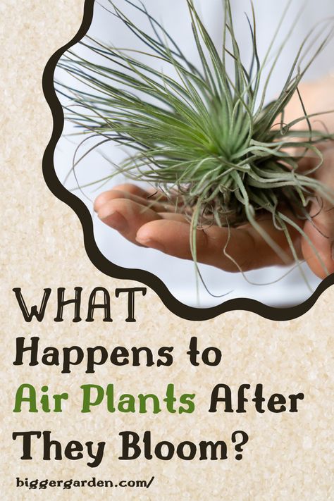 Uncover the truth about air plants and their blooming process in this informative guide. Learn whether air plants die after blooming and gain valuable insights into their care. Find out how to nurture these resilient plants and keep them healthy for years to come, even after they flower. Air Plant Care, Gardening Tips And Tricks, Plants Care, Air Plants Care, Big Garden, The Next Generation, Air Plants, Next Generation, Plant Care