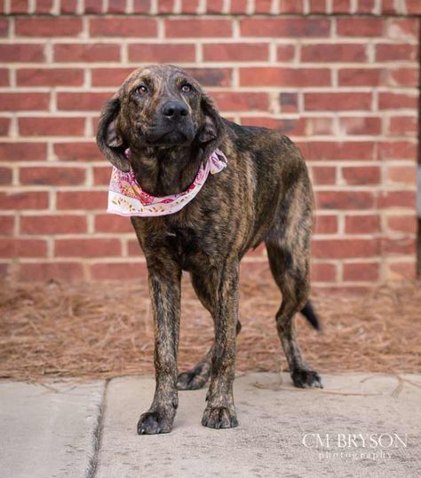 Lady Bird the Plott Hound Mix Plot Hound, Plott Hound Puppy, American Leopard Hound, Domesticated Animals, Pets Stuff, Hound Dog Breeds, Rare Dogs, Hound Breeds, Plott Hound