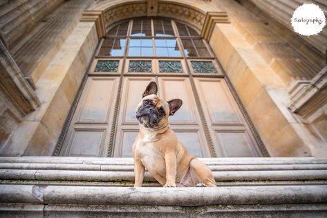 Dog photography doors Urban Dog Photography, Dog Photography Poses, Urban Dog, Bulldog Francese, Dog Photoshoot, Cityscape Photography, City Dog, Pet Photos, Street Dogs