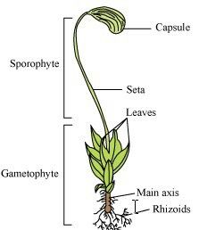 Biology Diagrams, Biology Plants, Plant Classification, True Roots, Science Boards, English Learning Books, Basic Anatomy And Physiology, Biology Labs, Moss Plant