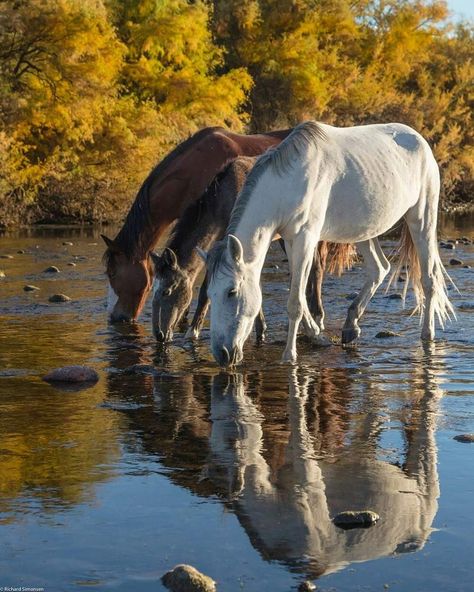 Three Horses, Horse Water, Beautiful Horses Photography, Cai Sălbatici, Most Beautiful Horses, Majestic Horse, Fun Photos, All The Pretty Horses, Clydesdale