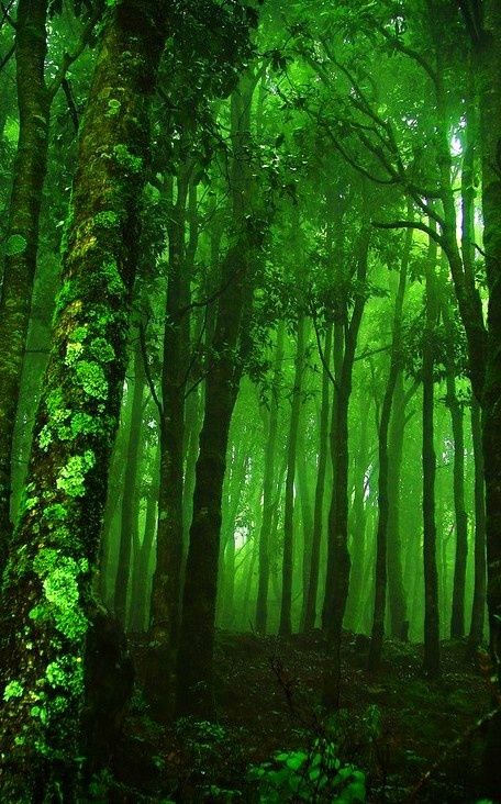 emerald green things | emerald green wood | Lost in a forest Deep Forest Green Aesthetic, Deep Green Aesthetic Wallpaper, Deep Green Aesthetic, Deep Green Forest, Dark Green Aesthetic, Château Fort, Slytherin Aesthetic, Tall Trees, Metal Tree