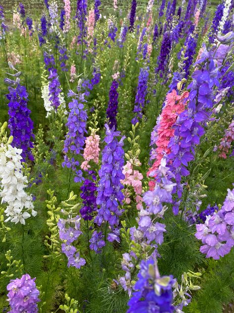 Mailbox Flowers, Flower Poem, June Flowers, July Birth Flower, Larkspur Flower, Native Flowers, Cut Flower Garden, May Flowers, Birth Flowers