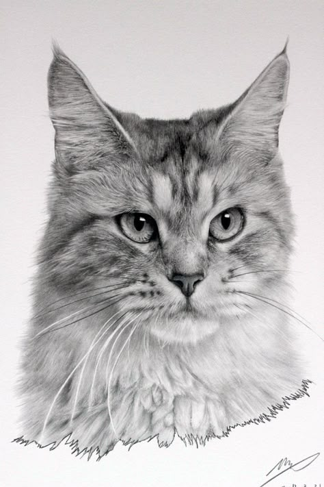 Cat Drawing by sharppower Realistic Cat Drawing, Draw Cats, Drawing Hands, Cat Sketch, Drawing Hair, Drawing Cats, Drawing Animals, Cat Drawings, Drawing Faces