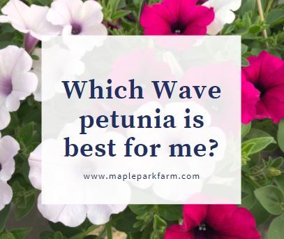 Tidal Wave Petunias, Wave Petunias Flower Bed, Petunia Varieties, Wave Petunias, Petunia Flower, Easy Waves, Container Gardening Flowers, Gardening Flowers, Shock Wave