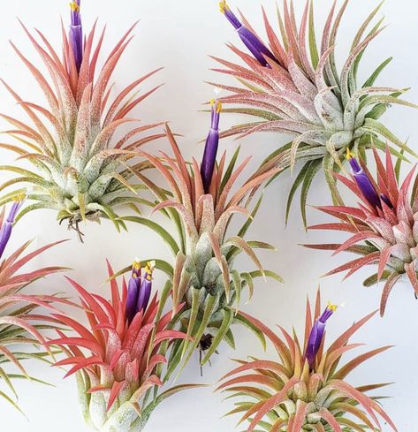 How To Plant Air Plants, Succulents Growing, Replanting Succulents, Types Of Air Plants, Air Plants Diy, Air Plant Garden, Air Plants Decor, Alien Plants, Air Plants Care