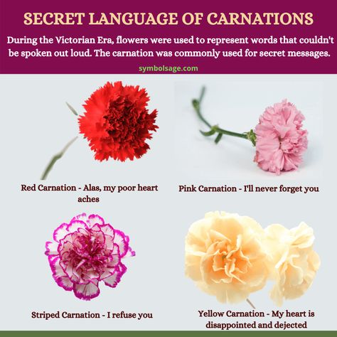 Colored Carnation Tattoo, Carnation Color Meaning, Carnation Flower Colors, Carnation Symbolism, Carnation Flower Meaning, Carnation Garden, Valentines Day Meaning, Red Carnation Flower, Carnations Flower