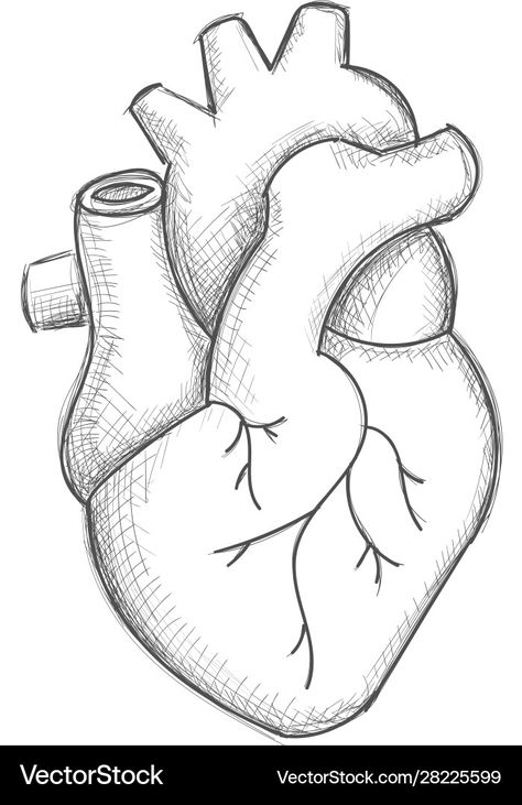 Human Heart Sketch, Heart Anatomy Drawing, Heart Pencil Drawing, Easy Heart Drawings, Human Heart Drawing, Human Sketch, Whatsapp Wallpaper Cute, Heart Anatomy, Birthday Card Drawing