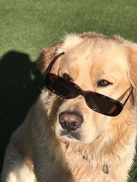 Golden Retriever Grooming Styles & Shaving Tips Dog Aesthetic, Wearing Sunglasses, Dog Wallpaper, A Dog, Aesthetic Pictures, Sunglasses, Dogs