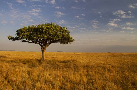 Savanna Savanna Landscape, Savana Paintings, Oak Savanna Landscape, African Savannah Landscape, Savannah Illustration Landscape, Savanna Grassland, Grassland Biome, African Vacation, Acacia Tree