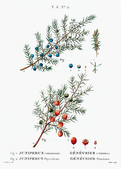 Common juniper (Juniperus communis) from Traité des Arbres et Arbustes que l’on cultive en France en pleine terre (1801–1819) by Pierre-Joseph Redouté. Original from the New York Public Library. Digitally enhanced by rawpixel. | free image by rawpixel.com / New York Public Library (Source) Juniper Flower, Flowering Crabapple, Juniperus Communis, Botanical Drawing, Plant Vector, Botanical Artwork, Tableau Art, Hand Drawn Flowers, Botanical Drawings