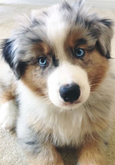 Australian Shepherd Blue Eyes, Rottweiler Dog, First Impression, Australian Shepherd, Dog Breed, Rottweiler, Blue Eyes, Cute Puppies, Best Friends