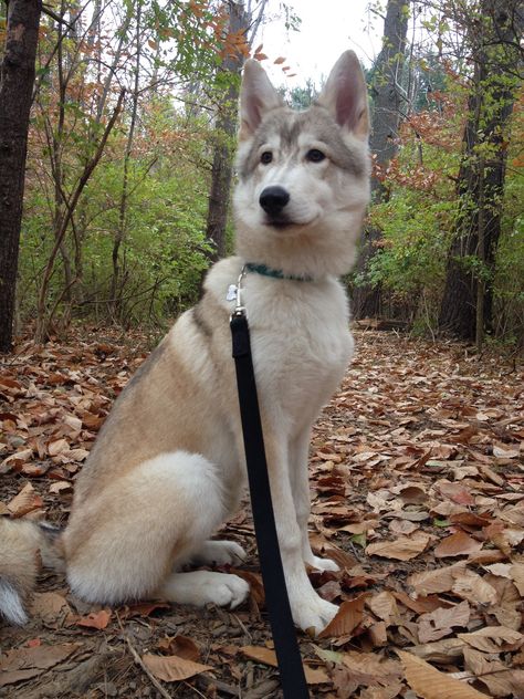 My puppy Tamaskan! Tamaskan Puppies, Tamaskan Dog, My Puppy, Pretty Dogs, Wolf Dog, Amazing Animals, Crafty Craft, Dog Breeds, Dogs And Puppies