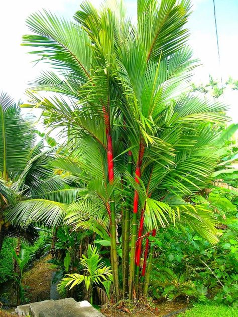 The Palm Experts: Show Stopping Palm Tree! Lipstick Palm, Tropical Backyard Landscaping, Bamboo Seeds, Tropical Backyard, Red Palm, Rose Seeds, Tree Seeds, Sealing Wax, Ornamental Plants