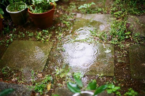 Odeur des entrailles de la terre , clapotis prudent de la pluie, goutte qui coule sur l arête du nez , The Garden Of Words, Dry Creek, Rain Garden, Spring Aesthetic, On The Ground, Character Aesthetic, Rainy Days, Bird Bath, Vegetable Garden