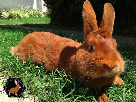 New Zealand rabbit 🐰 New Zealand Rabbits, Rabbit Stuff, Raising Rabbits, Rabbit Breeds, Cute Little Animals, Rabbits, New Zealand, Puppies, Animals