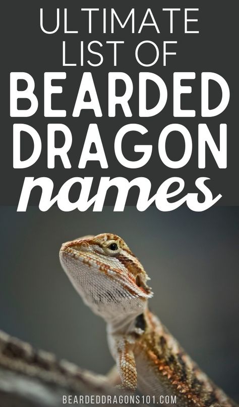 Best bearded dragon names ideas for females, males, Disney, Greek gods, cool, movies inspired and more Female Bearded Dragon Names, Bearded Dragon Names Male, Names For Bearded Dragons, Bearded Dragon Names Ideas, Dragon Knowledge, Dragon Names Ideas, Dragon Henna, Bearded Dragon Names, Lizard Names