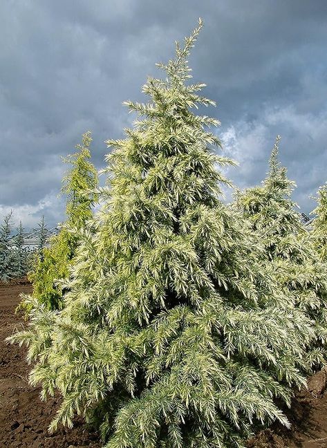 Amazon.com : Deep Cove Deodar Cedar- White New Growth Turns Golden Later in The Season 1 - Year Live Plant : Patio, Lawn & Garden Deodar Cedar, Plant Patio, New Growth, Live Plants, Lawn Garden, Season 1, 1 Year, Lawn, Trees