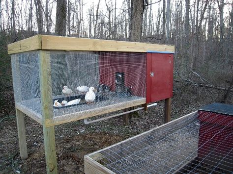 raised duck pen @Sharon Macdonald Macdonald Alexander Pallet Duck Pen, Mess Free Duck Pen, Call Duck Pen, Pet Ducks Outdoor House, Runner Duck Enclosure, Farm Ducks, Duckling Brooder, Plastic Pond, Call Duck