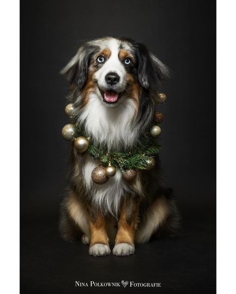 Christmas Dog Portraits, Christmas Card Dog Photo Ideas, Dog Photography Christmas, Studio Dog Photography, Dog Photoshoot Christmas, Dog Christmas Pictures With Owner, Christmas Photoshoot With Dog, Christmas Dog Photoshoot, Pet Christmas Pictures