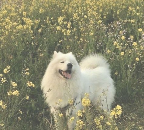 Handsome boy wearing a floral | #Big_Dogs #Dog_Aesthetic #Rabbit_Cages #Easiest_Dogs_To_Train Samoyed Dogs, Cute Creatures, Cute Little Animals, 귀여운 동물, Animals Friends, Logo Inspiration, Pet Care, Pet Accessories, Dog Training