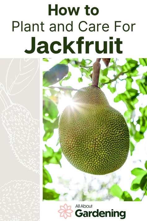 Growing Jackfruit, Jackfruit Plant, Southern Gardening, Farm Plants, Gardening Infographic, Gardening Veggies, African Garden, Jackfruit Tree, Canned Jackfruit