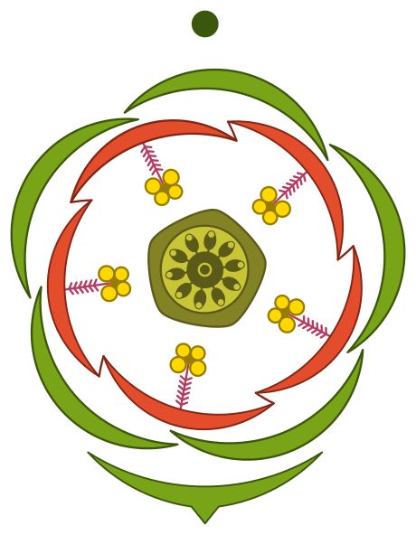 Floral diagram is a graphic representation of flower structure. It shows the number of floral organs, their arrangement and fusion. Different parts of the flower are represented by their respective symbols. Floral Diagram, Flower Structure, Tree Icon, Download Cute Wallpapers, Divine Feminine, Botany, Natural World, Nature Art, Cute Wallpapers