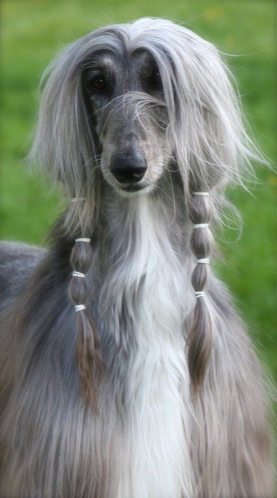 Afghan Hound, Hound Dog, Dogs Of The World, Cute Kittens, Pet Grooming, Beautiful Dogs, 귀여운 동물, Big Dogs, Dog Life