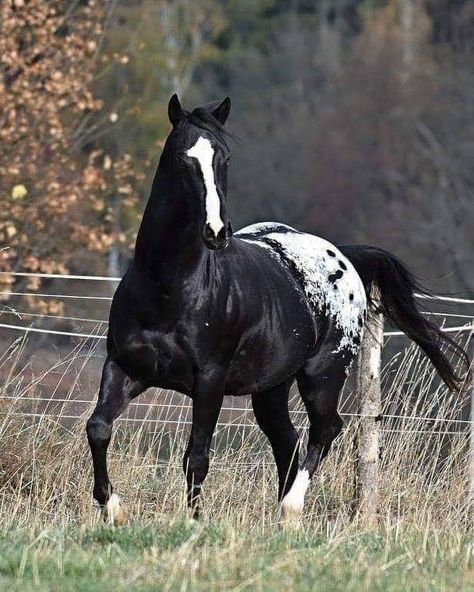 Therapeutic Horseback Riding, Appaloosa Horse, Most Beautiful Horses, Appaloosa Horses, Majestic Horse, Horse Blankets, Cute Horses, Appaloosa, Pretty Horses