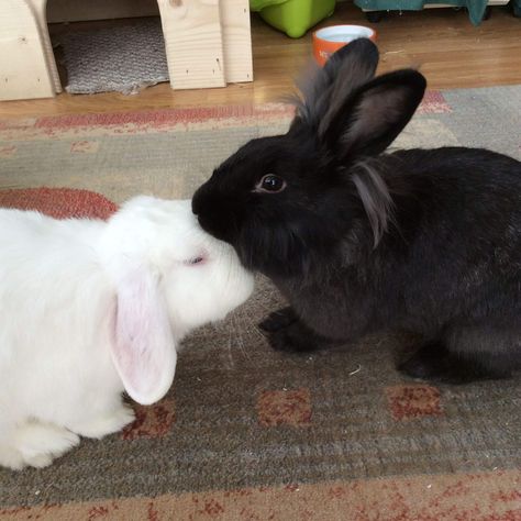 Rabbits In Love, Bunnies In Love, 2 Rabbits, 2 Bunnies, Bunny Couple, Two Bunnies, Two Rabbits, Baby Toilet, Cute Bunny Pictures