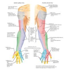 Cutaneous Innervation of Upper Limb Anatomy   Anterior (palmar) view Posterior (dorsal) view, Supraclavicular nerves (from cervical plexu... Upper Limb Anatomy, Axillary Nerve, Drawing Arms, Nerve Anatomy, Radial Nerve, Ulnar Nerve, Sensory Nerves, Median Nerve, Peripheral Nerve