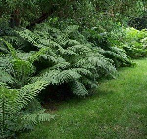 Ostrich Fern.  bought 9 of these today at a garden club sale.  can't wait to get my border started. Ferns Garden, Garden Shrubs, Garden Club, Shade Plants, Garden Cottage, Tropical Garden, Lawn And Garden, Shade Garden, Dream Garden