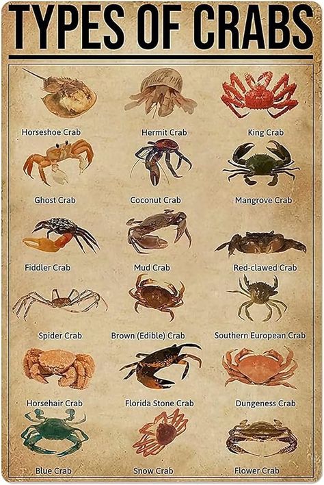 Amazon.com : Curteny Metal Tin Retro Sign Crabs Knowledge Metal Poster Types of Crabs Vintage Metal Pub Club Cafe bar Home Wall Art Decoration Poster Retro 5.5x8 Inch : Home & Kitchen Flower Crab, Cafe Bar Home, Coconut Crab, Crab Cake Recipes, Crab Spider, Stone Crab, Horseshoe Crab, Crab Dip, Crab Recipes