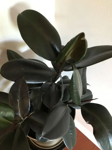 Why Are My Rubber Plant Leaves Curling - 4 Likely Causes! 2 Rubber Plant Care, Rubber Tree Plant, Rubber Plant, Plant Problems, Rubber Tree, Neem Oil, Tree Leaves, House Plants Indoor, Plant Needs