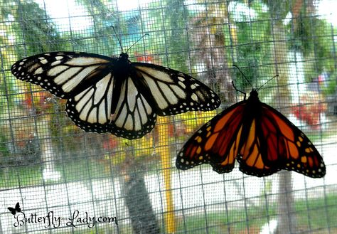 Have you ever seen a white Monarch butterfly? White Monarch Butterfly, Butterfly Lady, Butterfly Black And White, Butterfly Butterfly, Monarch Butterflies, White And Orange, Monarch Butterfly, Black And White Pictures, Have You Ever