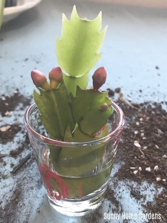 How To Propagate Easter Cactus, Propagating Easter Cactus, How To Propagate Thanksgiving Cactus, Propagating Thanksgiving Cactus, Christmas Cactus Pot Ideas, Rooting Christmas Cactus, How To Propagate A Christmas Cactus, Thanksgiving Cactus Propagation, Christmas Cactus Care Tips