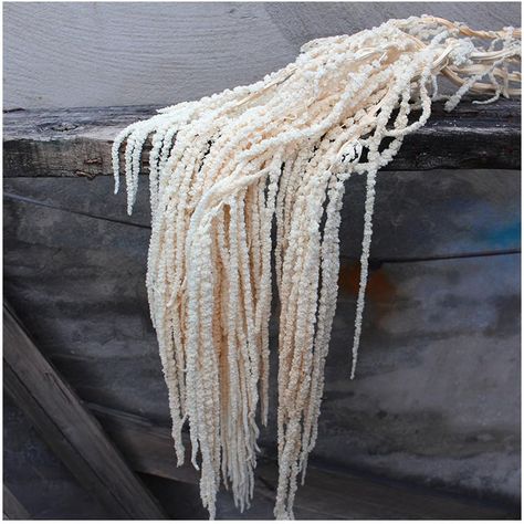 PRICES MAY VARY. Dried Preserved Bleached Hanging Amaranthus Flowers is 100% Natural Plants, they are perfect for any dried flower arrangements. Dangling amaranthus on manzanita or other decorative branches. Pack of 5 Stems white Amaranthus real flowers. Total length is about 35 inches. Size varies due to natural variation. The dried Amaranthus flowers are great for bride bouquet or wall, wedding hanging decoration. Real Preserved Foliage Decor for Home or Everyday Arrangements. Use them in vase Minimal White Flower Arrangements, Unique White Flowers, Hanging Amaranthus Bouquet, White Hanging Flowers, White Amaranthus, Dried Amaranthus, White Dried Flower Bouquet, Roses Wedding Decor, Contemporary Wedding Flowers