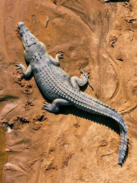 Nile Egypt, Nile Crocodile, Simple Background Images, Crocodiles, Animals Artwork, Reptiles And Amphibians, Amphibians, Top View, Reptiles