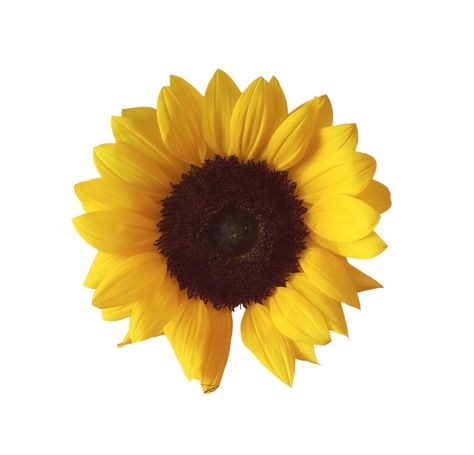 Mona Kasten, Sunflower Sticker, Planting Sunflowers, Flower Image, Sunflower Png, Flower Shower, Yellow Sunflower, Retro Aesthetic, Flower Images