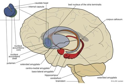 Circuits Regulating Pleasure and Happiness: A Focus on Addiction, Beyond the Ventral Striatum | InTechOpen Locus Coeruleus, Caudate Nucleus, Nucleus Accumbens, Basal Ganglia, Brain Anatomy, Human Body Anatomy, Body Anatomy, Mental Disorders, Jesus Is Lord