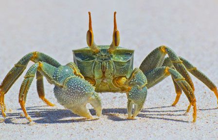 Horned Ghost Crab - Fast and Furious Sand Scurrier | Animal Pictures and Facts | FactZoo.com Ghost Crab, Crab Art, Beautiful Sea Creatures, Underwater Creatures, Arthropods, Aquatic Animals, Crustaceans, Beautiful Fish, Marine Animals