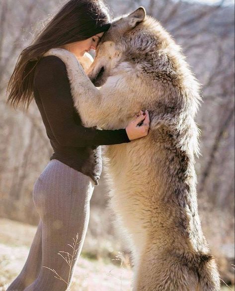 Wolves And Women, Wolf Photos, Wolf Spirit Animal, Siberian Husky Puppies, Wolf Love, Beautiful Wolves, Wolf Dog, Animal Companions, Wildlife Animals