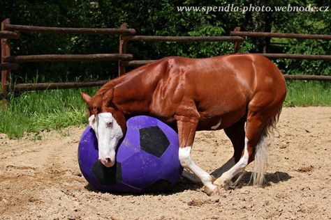 Let's play ball Lasso The Horse Game, Pulling Collar Horse, Horse Playing With Ball, Dog Catching Ball, Horse Markings, Driving Miniature Horses, Horse Tips, Western Horse, Play Ball